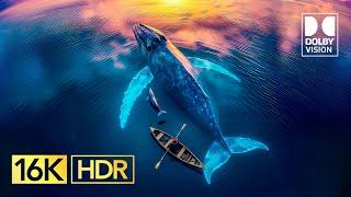 The Best Dolby Vision 16K HDR 120fps (8K Video ULTRA HD)