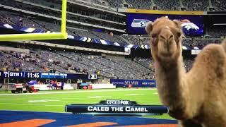 GEICO Hump Day Camel - Game Day (Fox Sports Sideline Reporter)