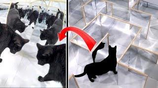 Tricky ILLUSION MIRROR MAZE - Watch CAT'S REACTION and ESCAPE