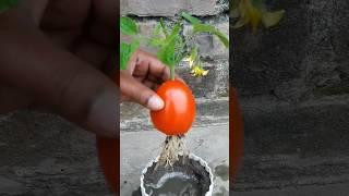 Grow tomato by unique way#shorts #youtubeshorts