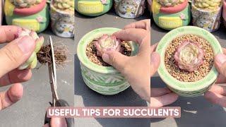 Discover the 5-Minute Trick to Keep Your Succulents Alive