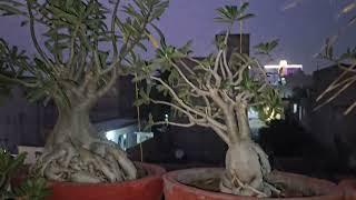 WINTER CARE OF ADENIUM PLANT - FUN GARDENING