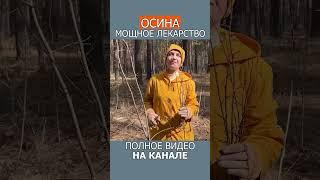 КАК ЗАВАРИВАТЬ ОСИНУ, чтобы НЕ НАВРЕДИТЬ! #shotrs #осина #фитотерапия