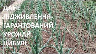 Підживлення озимої цибулі та боротьба з шкідниками та хворобами