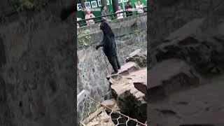 A zoo in China is denying that its bears are people dressed in costumes.