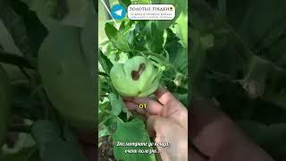 Овощи с ума сойдут от роста — простая смесь из трёх ингредиентов #сад #огород #дача #удобрение