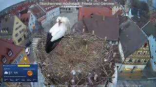 2025 03 01 Storchennest Höchstadt, Nachmittag bis zur Nachtruhe im Schnelllauf