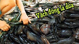 Vạch Đống Lá Dừa Thấy Cá Cạn Nằm Lớp Lớp | Bông lúa Miền Tây