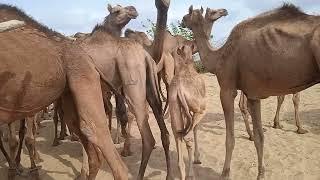 Group of thirsty Camels drinking waterمجموعة من الإبل العطشى تشرب الماء#camel #tharwildlife #nature