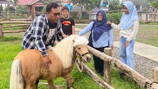 Kuda Poni Asal Shetland di Menggala Ranch Cilongok Banyumas Semirip di New Zealand Pemandangannya