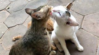 So Cute Cat/ Cute Cats Videos