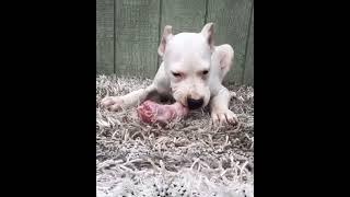 Dogo Argentino Puppy Eating a Turkey Neck!