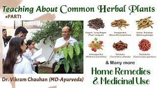 Dr. Vikram Chauhan (MD-Ayurveda) Teaching About Common Herbal Plants - Home Remedies & Medicinal Use