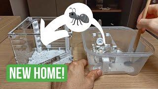 Moving My Ant Colony Into A New Nest! | BRUMA Ants