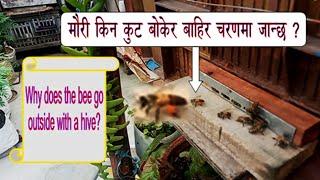 मौरीले कुट बोकेर चरणमा किन जान्छ ?Beekeeping#Beekeepers#Abhiyan TV, Surendrarai#Flowers#Beekeeper