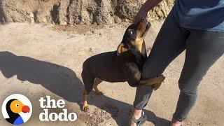 Pack Of Wild Dogs Begs To Be Rescued | The Dodo