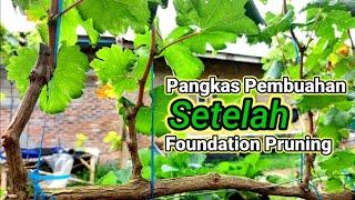 Pangkas Pembuahan Setelah Foundation Pruning | Anggur Akademik