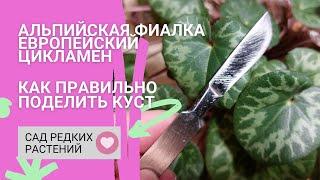 Как правильно поделить куст альпийской фиалки \ европейского цикламена. Размножение, инструкция