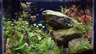 Aquascape in a beta