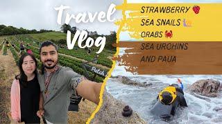 Strawberries, sea urchins and sea snails collection day | Couple Travel Vlogs | New Zealand Travels