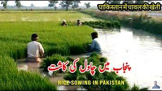 Rice Farming | How Rice grow | Rice Seedling Shifting Process | Pakistan Punjab Village Life