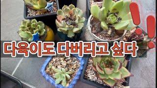 걸이대 열어보니 …다육이 마저 ..지독한 여름 多肉植物 たにくしょくぶつ Korean Succulent#꽃#식물#제라늄#즐다생TV#초보다육맘