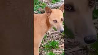 dog meeting time new #viralvideo #villagedogs