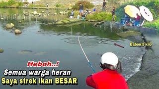 Heboh...mancing ikan nila liar dapat besar sampai jadi tontonan warga