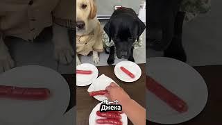 Да неужели Опять нет!    #short