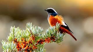 Common Redstart Song.(Phoenicurus phoenicurus).