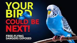 The Truth About Free-Flying Pet Birds Risks | Shocking Risks You Need to Know