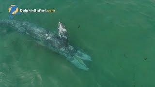 Gray Whale Feeding at Laguna Beach Filmed by Drone