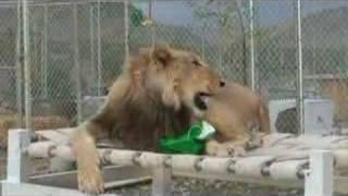 Lazy Lion - Santa vs. Lion
