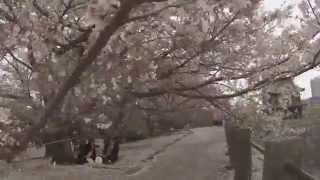 Japan Cherry Blossoms GoPro Edit