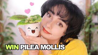 How to Grow Pilea Mollis "Moon Valley Plant"  Like a Pro🪴