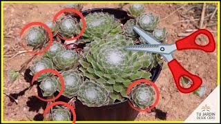  Siempreviva de Telarañas + Reproducción por "hijuelos" [Sempervivum arachnoideum] 