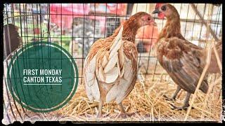 Animales Exoticos en Canton, Texas! Ep.7