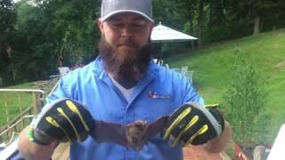 NJ Pest Control - Bat Exclusion Video