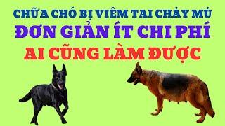 Chữa Chó Bị Viêm Tai Chảy Mủ Đơn Giản Ít Chi Phí Ai Cũng Làm Được