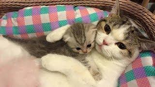 Mother Cat and Cute Kittens - Best Family Cats Comilation 2018