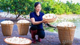 Harvest Duck Eggs Goes to the market sell - Cooking - Live with nature | Ly Tieu Van Daily Life