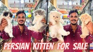 Exotic Cats For Sale | Persian Cats Price | Cats Market In Pakistan | Persian Kitten For Sale | Cats