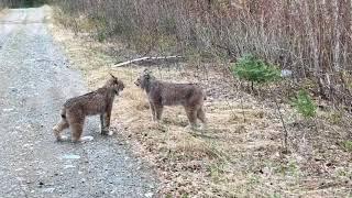 Two Lynx in Ontario Have Intense Conversation