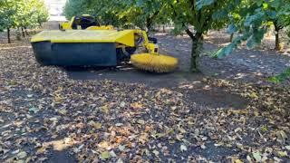 2020 Oregon Hazelnut harvest