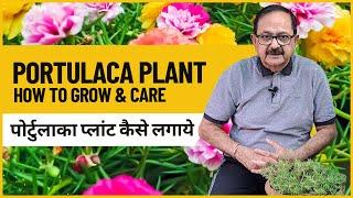 Moss Rose Plant Care I How to grow Portulaca Plant from cutting I पोर्टुलाका प्लांट कैसे लगाये