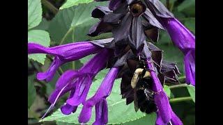 Salvia 'Amistad' - Why does this plant score 10/10?