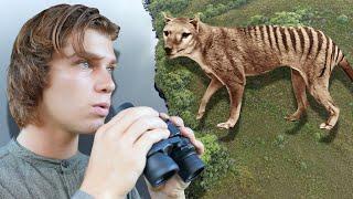 The Tasmanian Tiger (THYLACINE) is STILL ALIVE? (Documentary) Pt.1