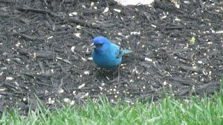 How to attract Indigo Buntings - basic tips