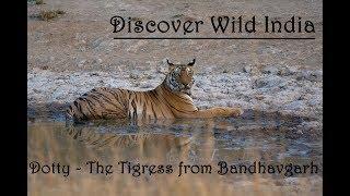 Dotty | The Tigress | Bandhavgarh | Discover Wild India