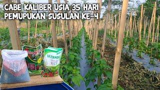 PUPUK SUSULAN CABE USIA 35 HARI